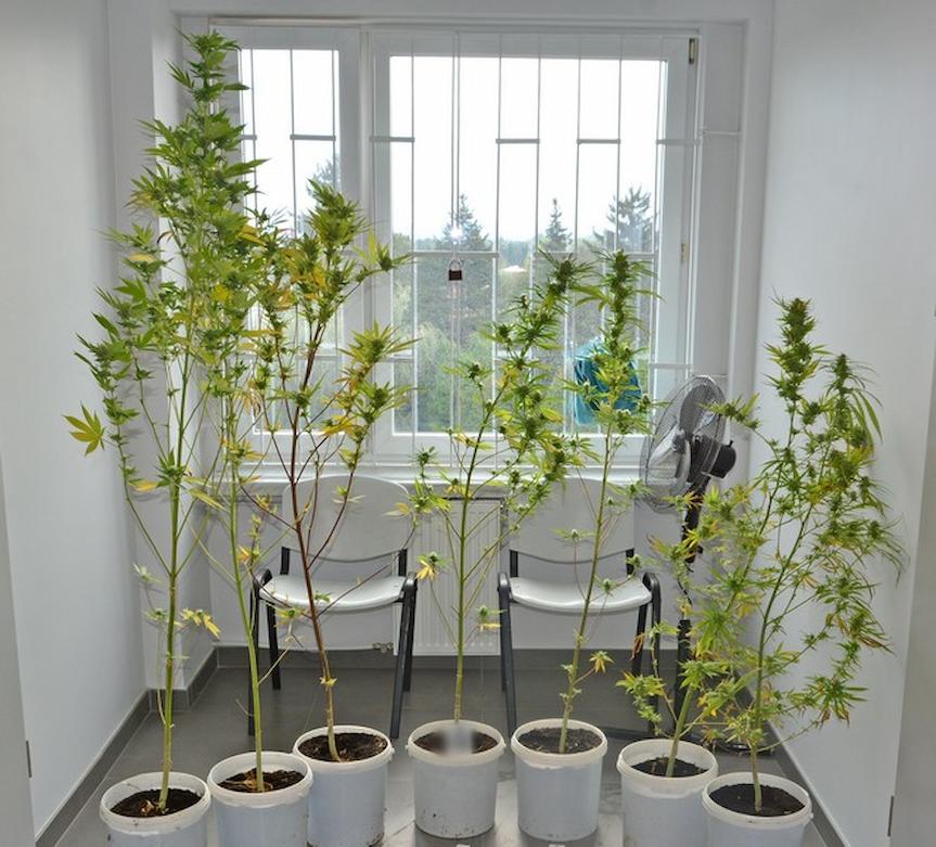 71-letni plantator z Krosna 71-letni plantator z Krosna