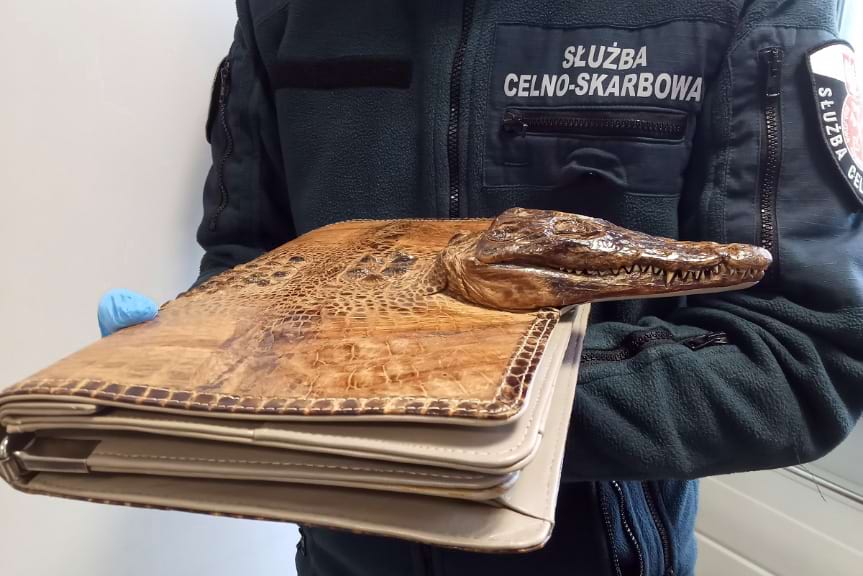 Torba z chronionego krokodyla w bagażu podróżnego Torba z chronionego krokodyla w bagażu podróżnego