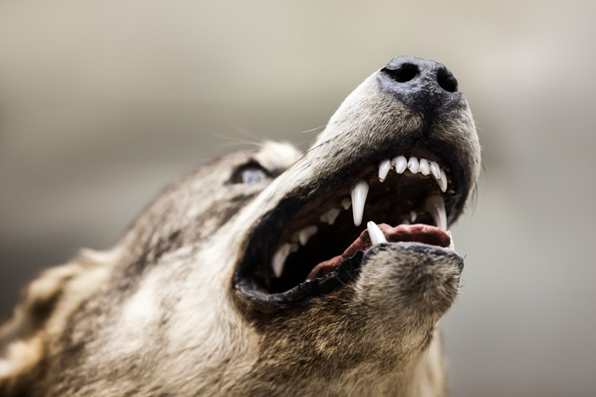 W gminie Chorkówka można płoszyć i niepokoić wilki