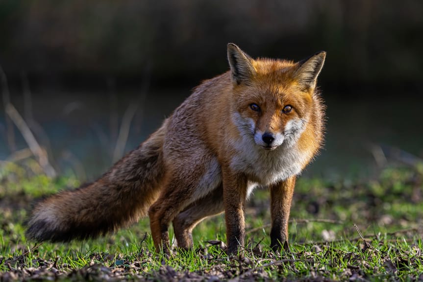 Wiosenna akcja szczepienia lisów Wiosenna akcja szczepienia lisów