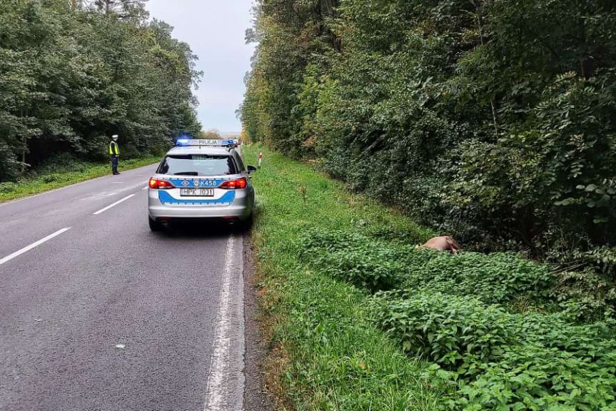 Zderzenie volkswagena z jeleniem Zderzenie volkswagena z jeleniem