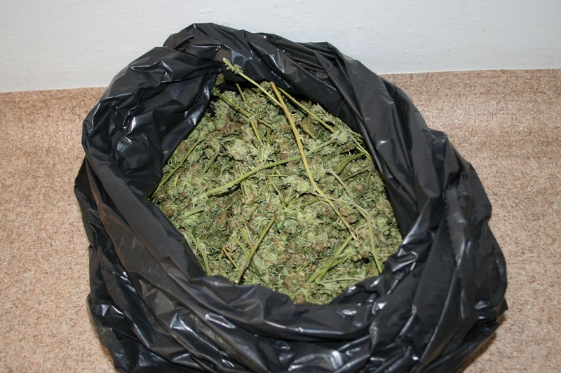 Plantacja konopi w gminie Chorkówka Plantacja konopi w gminie Chorkówka