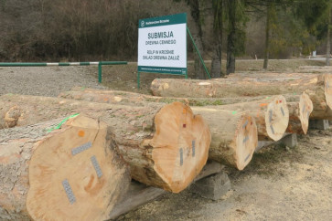 Rekordowe ceny za kłody jaworowe