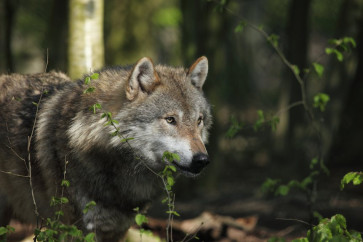 Zarzuty dla myśliwego podejrzanego o uśmiercenie wilka