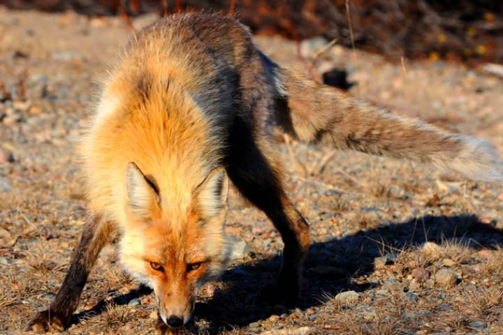 Jesienna akcja szczepienia lisów wolno żyjących Jesienna akcja szczepienia lisów wolno żyjących